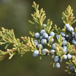 aceite esencial de cedro Luxor Essentia