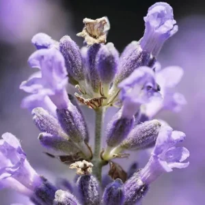 aceite esencial de lavanda Luxor Essentia