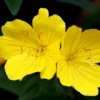 Flores de onagra Luxor Essentia