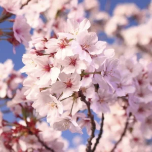 aceite esencial de flor de cerezo Luxor Essentia