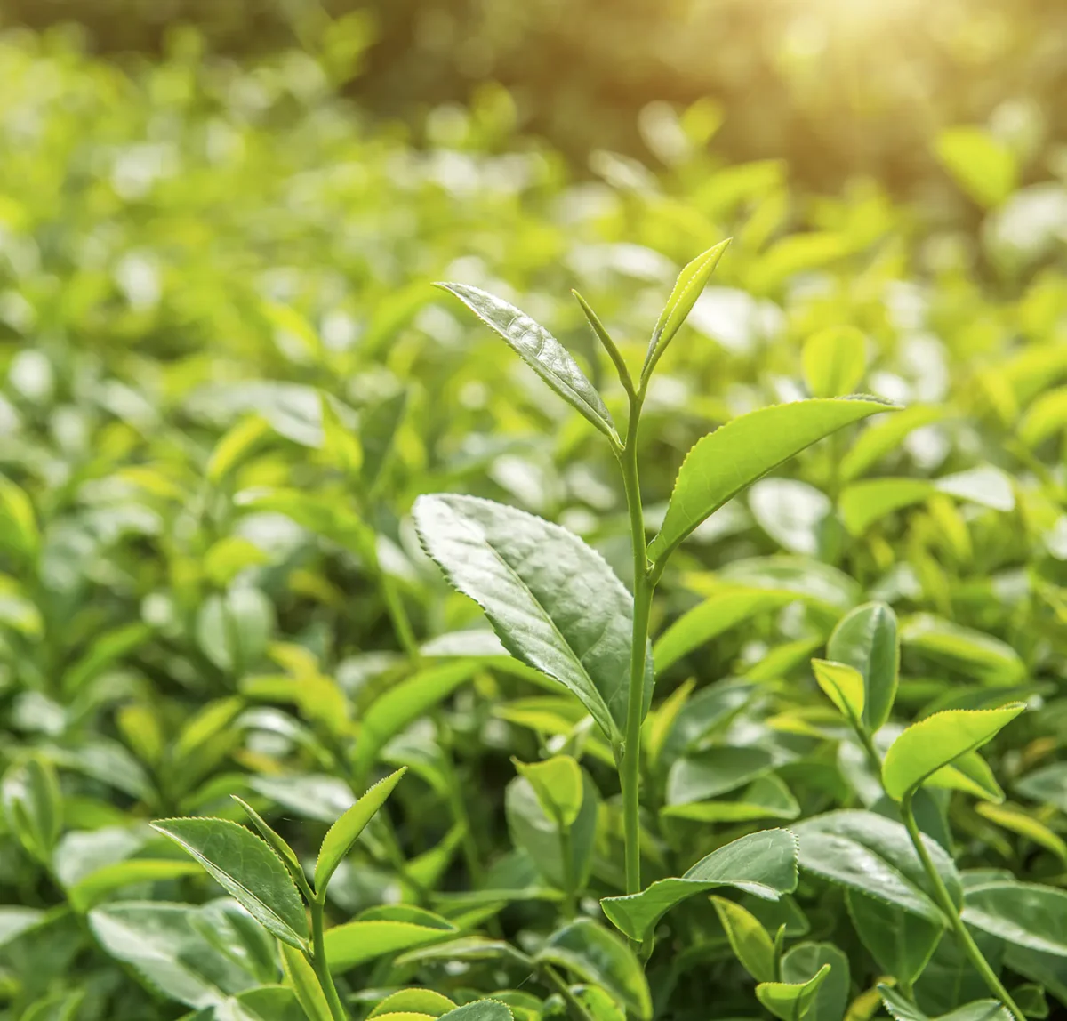 aceite esencial de té blanco Luxor Essentia